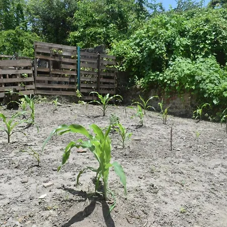 Mango Tree Ctg 420 Cartagena