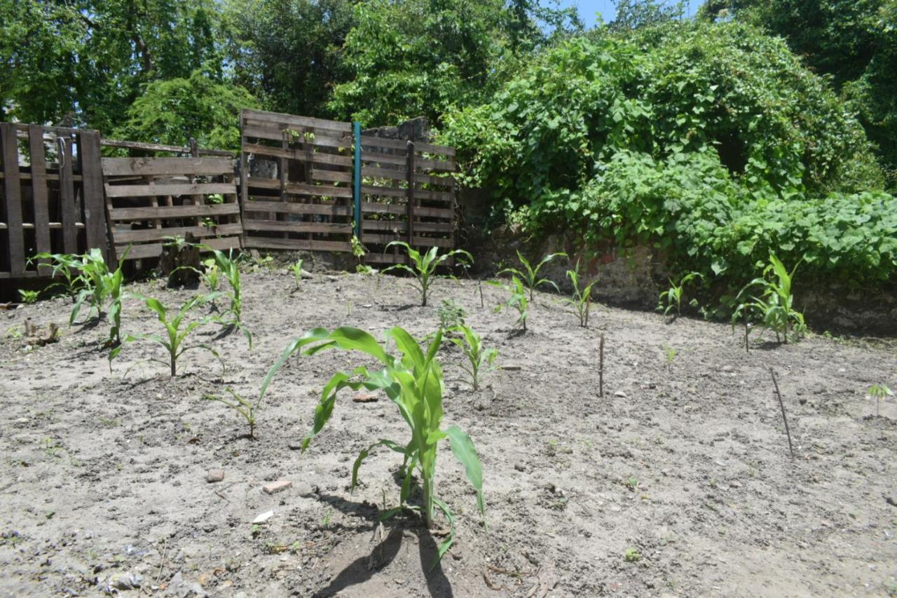 Mango Tree Ctg 420 Cartagena