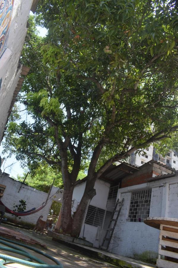 Mango Tree Ctg 420 Hostal