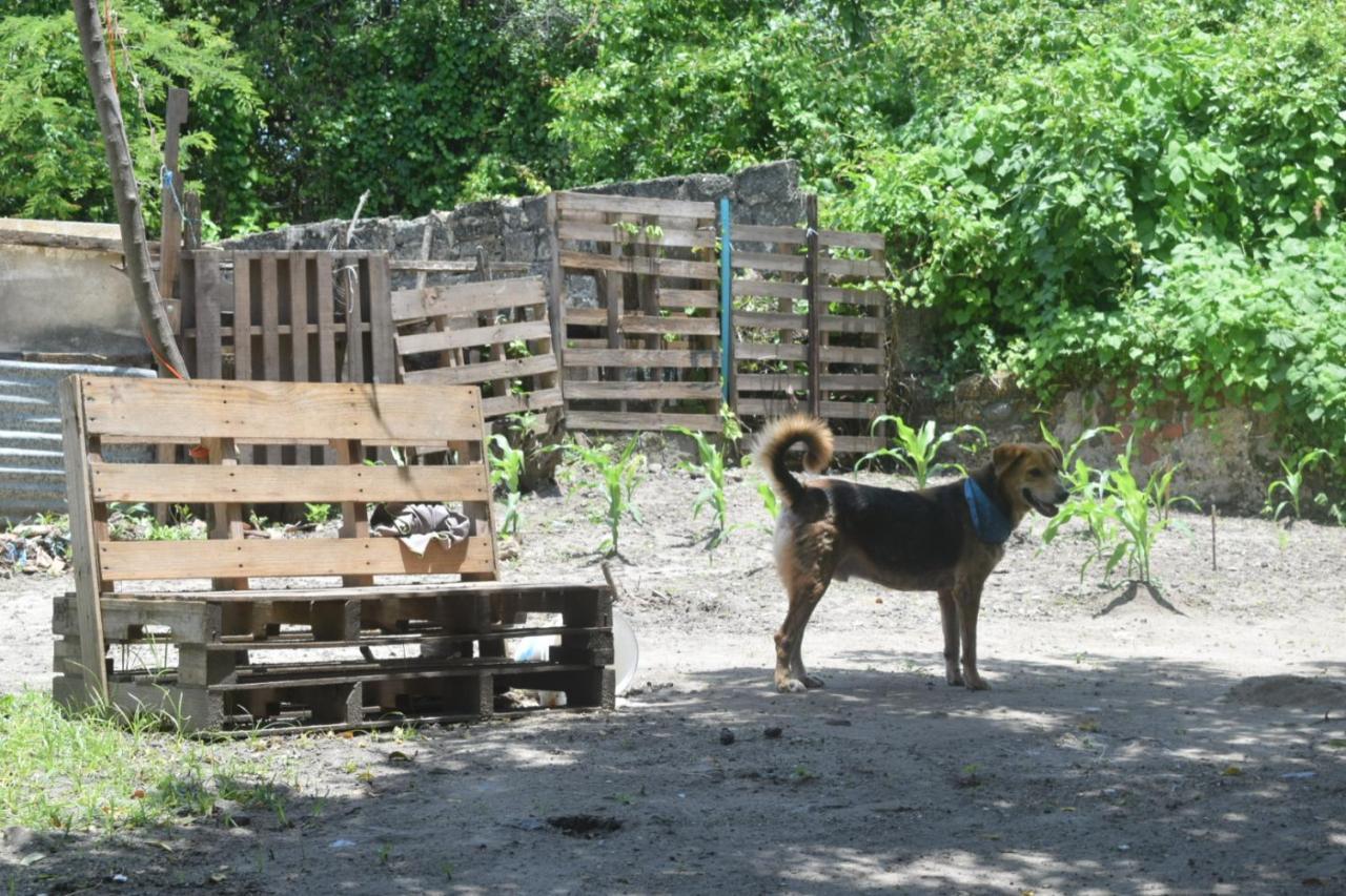 Hostal Mango Tree Ctg 420 *