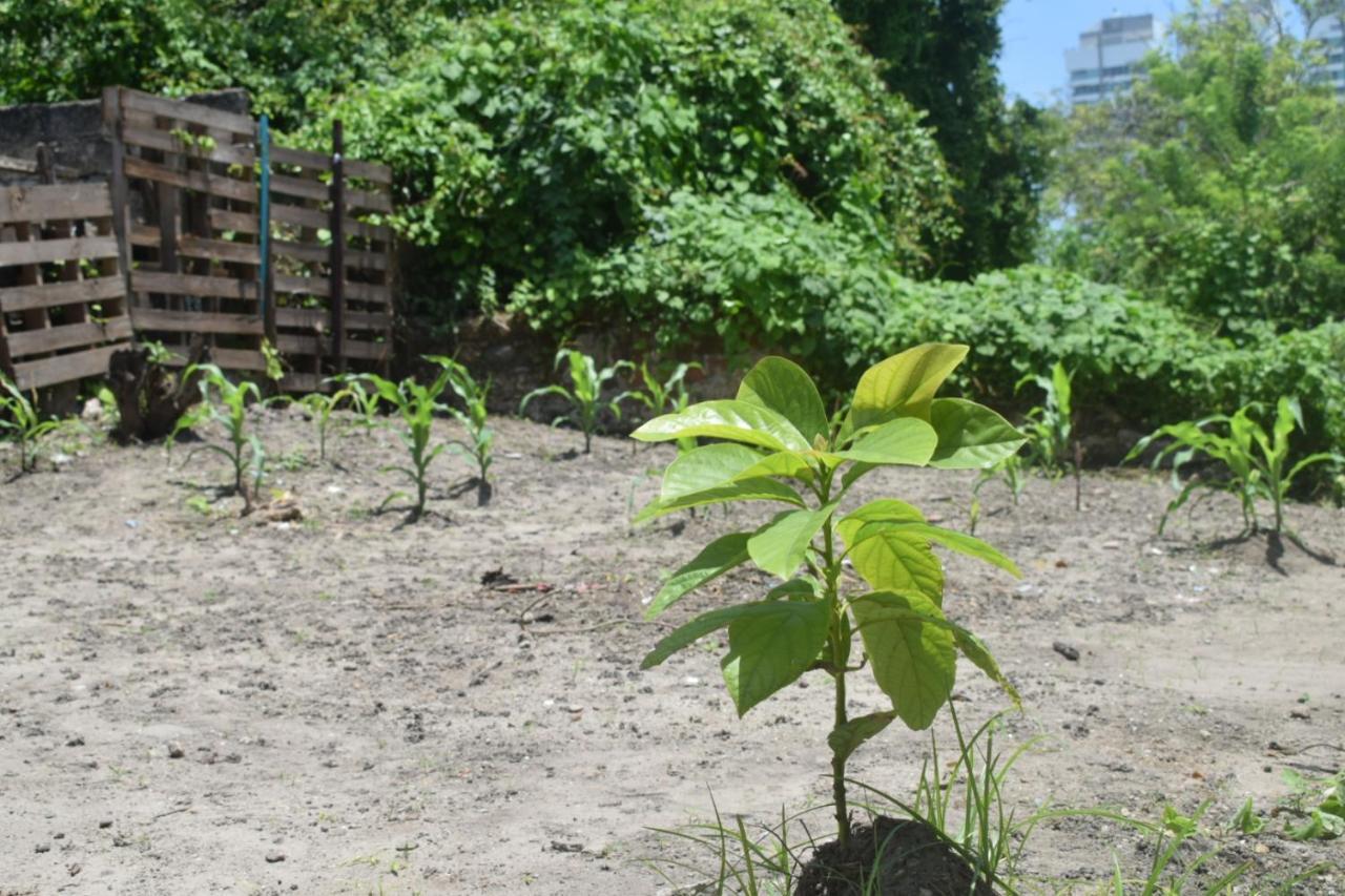 Mango Tree Ctg 420 Hostal *