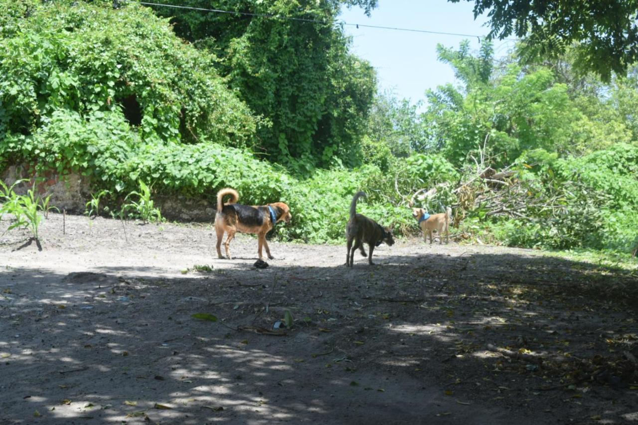 Mango Tree Ctg 420 Hostal Cartagena