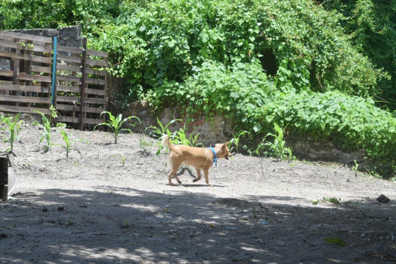 Hostal Mango Tree Ctg 420