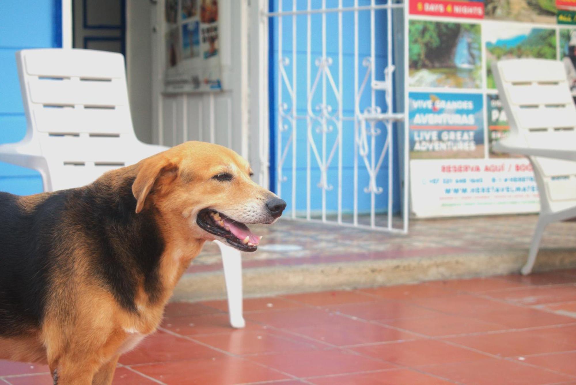 Hostal Mango Tree Ctg 420 Cartagena