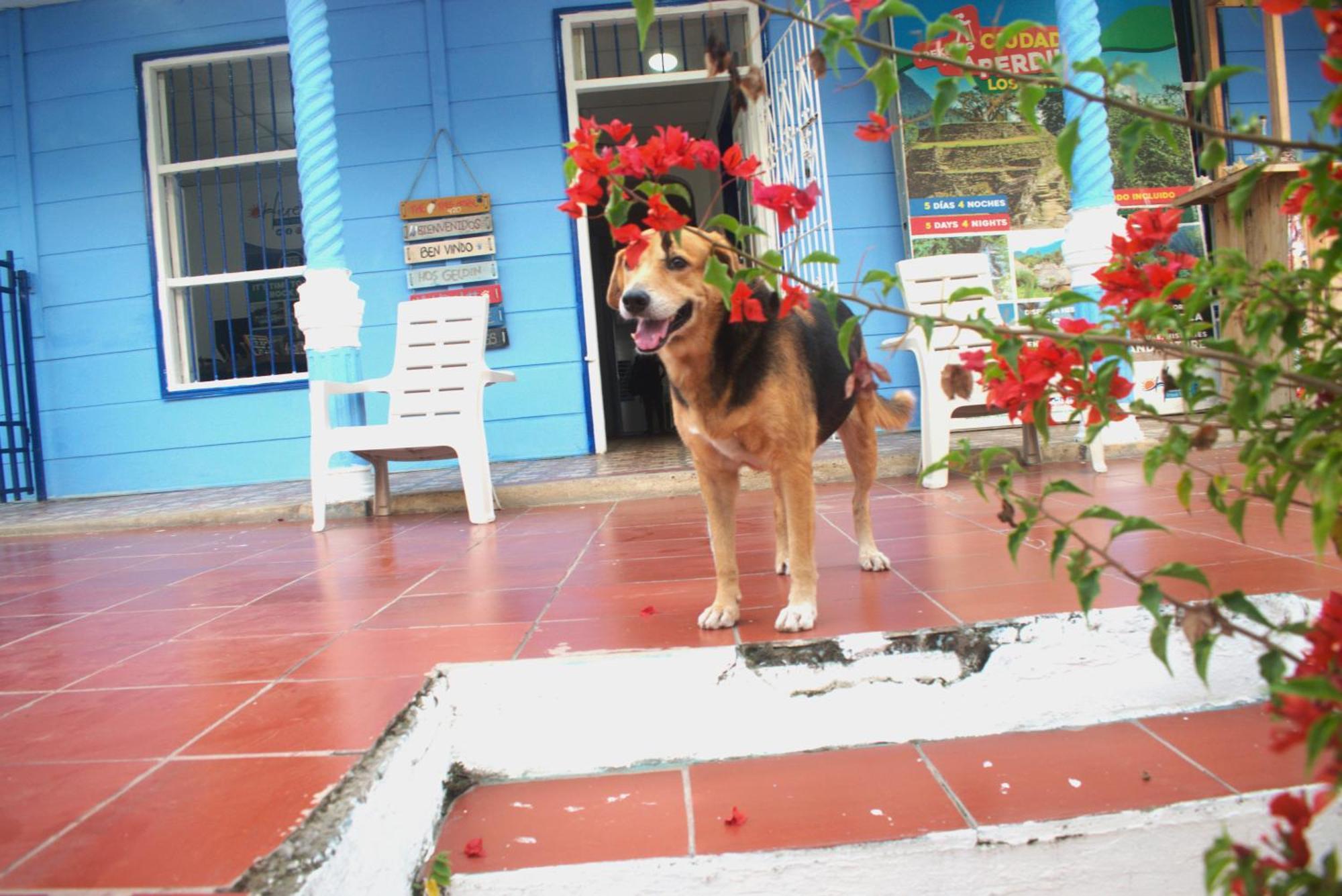 Mango Tree Ctg 420 Cartagena