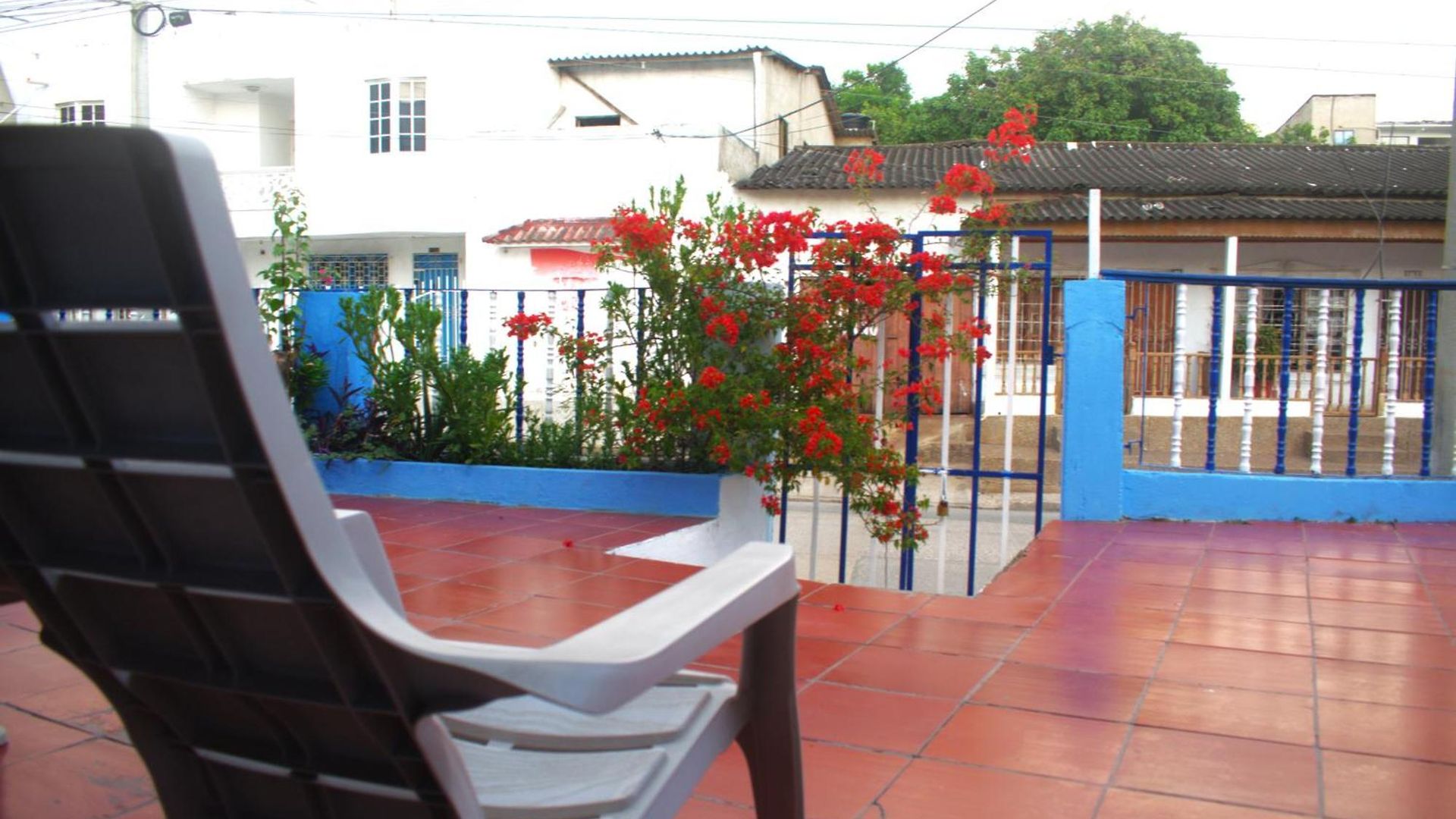Mango Tree Ctg 420 * Cartagena