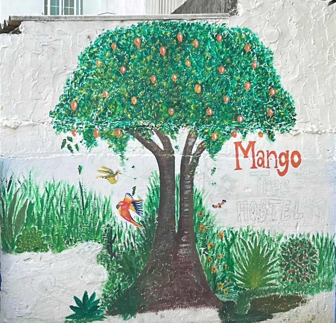 Mango Tree Ctg 420 * Cartagena